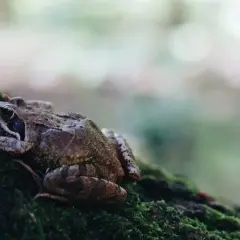 Gdzie zimują żaby? Sekrety przetrwania i miejsca zimowania żab w Polsce
