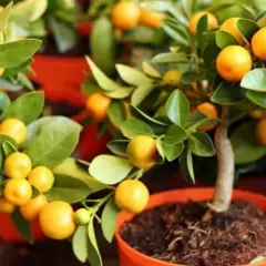 Cómo cultivar árboles frutales en maceta y disfrutar de tus frutos