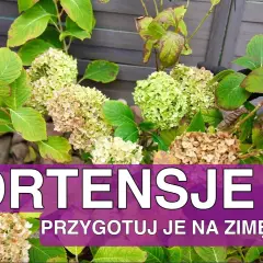Hortensja ogrodowa: kiedy okrywać na zimę, aby uniknąć przemarznięcia