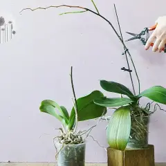 Jak przycinać storczyki phalaenopsis, by zapewnić im zdrowy wzrost