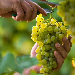 Kiedy zbierać winogrona na wino, aby nie stracić idealnego smaku