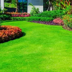 Arbusto jardín: elige los mejores para transformar tu espacio verde
