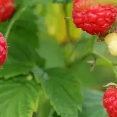 Kiedy przesadzać maliny ogrodowe, aby uniknąć słabego owocowania