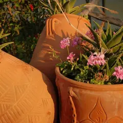 Las mejores plantas que poner en tinajas de barro para tu jardín