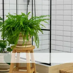 Plantas para el baño que absorben humedad y mejoran el aire fresco