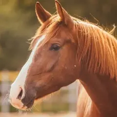 Co oznacza sen o koniach? Symbolika i znaczenie snów o koniach w senniku