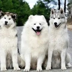 Husky czy malamut: który pies lepszy dla Ciebie? Porównanie ras i różnice
