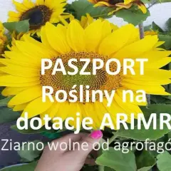 Gdzie sprzedać kwiaty słonecznika? Sprawdź najlepsze opcje sprzedaży