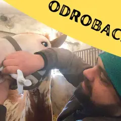 Czy odrobaczanie konia przed jedzeniem jest skuteczne? Kluczowe zasady i porady