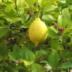 Cada cuánto se riega un limonero para evitar problemas en su cuidado