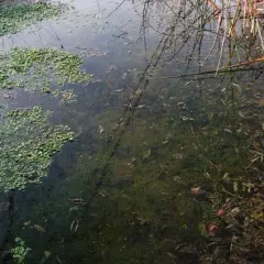 Plantas que crecen cerca del río: descubre su belleza y utilidad