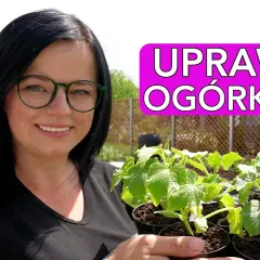 Jak sadzić ogórki w doniczkach, aby uniknąć najczęstszych błędów