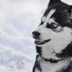 Czy husky jest agresywny? Prawda o temperamentie i zachowaniu tej rasy