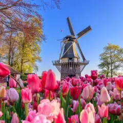 Keukenhof kiedy najlepiej jechać, aby zobaczyć tulipany w pełni kwitnienia