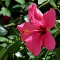 Jaki nawóz do hibiskusa ogrodowego zapewni bujne kwitnienie - poradnik eksperta