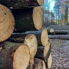 Ile kosztuje samowyrób drewna w lesie? Ceny, które zaskoczą