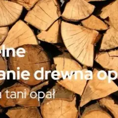 Ile kosztuje samowyrób drewna w lesie? Ceny i proces pozyskania
