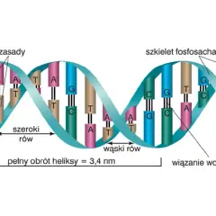 Jak zrobić DNA na biologię – prosty poradnik krok po kroku dla uczniów