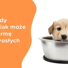 Czy szczeniak może jeść karmę dla dorosłych psów? Poznaj zagrożenia