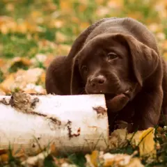 Jak wygląda szczeniak labradora? Odkryj jego urok i cechy
