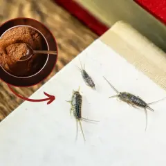 Jak się pozbyć rybików z mieszkania? Skuteczne metody i porady