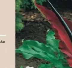 Kiedy sadzić smoczą lilię, aby uniknąć nieudanych prób?