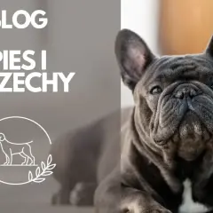 Czy pies może jeść orzechy brazylijskie? Prawda o szkodliwym wpływie