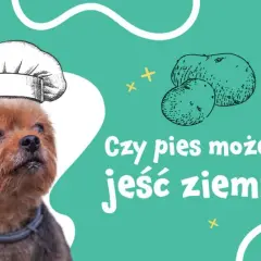 Czy pies może jeść ziemniaki - poznaj zasady bezpiecznego karmienia