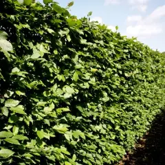 Ile rośnie żywopłot? Odkryj zaskakujące tempo wzrostu różnych gatunków
