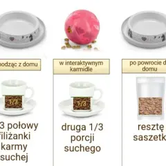 Prawidłowe dawkowanie suchej karmy dla kota - poznaj najlepsze zasady karmienia