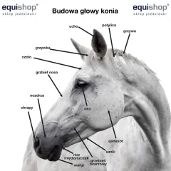 Nozdrza konia: Kluczowy element anatomii i oddychania wierzchowca