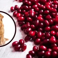 Czy pies może jeść żurawinę? Poznaj zasady bezpiecznego podawania