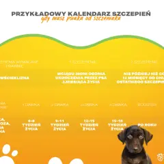 Ile kosztuje szczepienie szczeniaka? Poznaj cennik i harmonogram szczepień
