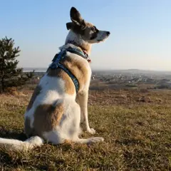Co daje spacer z psem? Odkryj korzyści dla zdrowia i relacji
