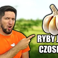 Czosnek na jakie ryby: skuteczne przynęty na karpie i sumy