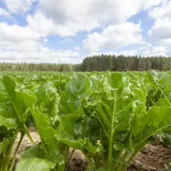 Kiedy siać buraki pastewne, aby uniknąć strat w plonach?