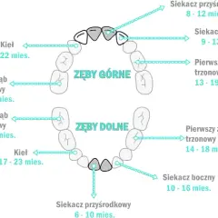 Ząbkowanie które zęby najgorsze: jak złagodzić ból u niemowląt