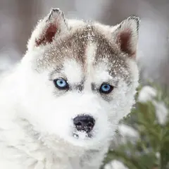 Psy jak husky: małe rasy, które zachwycają wyglądem i charakterem