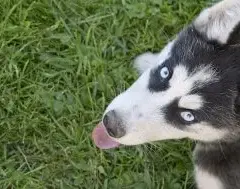 Ile km dziennie powinien chodzić husky? Kluczowe informacje o aktywności