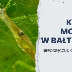 Czy koniki morskie żyją w Bałtyku? Zaskakująca prawda o faunie Morza Bałtyckiego