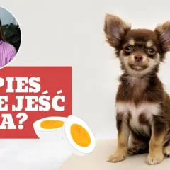 Czy pies może jeść jajka? Korzyści, zagrożenia i bezpieczne sposoby podawania