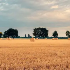 Jakie są najnowsze informacje o cenach ziemi rolnej? Sprawdź teraz