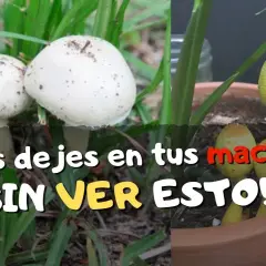 Por qué crecen hongos en mi maceta y cómo evitar que aparezcan