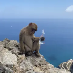 Najlepsze atrakcje w Gibraltarze, które musisz zobaczyć podczas wizyty
