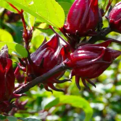 Hibiskus ogrodowy nie jest jadalny - poznaj prawdę o roślinie