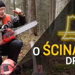 Jak ścinać drzewo żeby nie spadło na budynek – bezpieczne metody i techniki