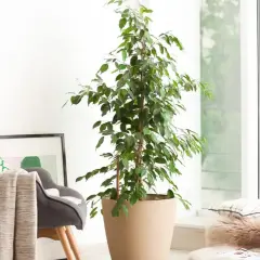 Cómo cuidar un ficus en maceta para que crezca sano y hermoso