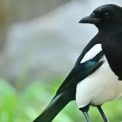 Czym się żywi sroka? Odkryj zaskakujące fakty o jej diecie