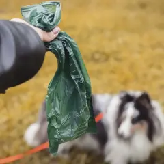 Czy psie odchody nadają się na kompost? Zaskakujące zagrożenia zdrowotne!