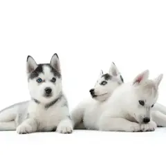 Co powinny jeść szczeniaki husky? Dieta, zakazane produkty i porady żywieniowe